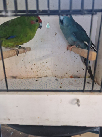 Pair kakarikis