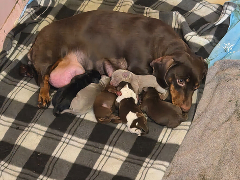 pups for sale