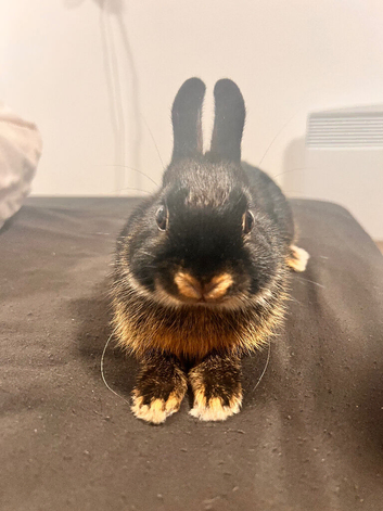 Netherland Dwarf Rabbit