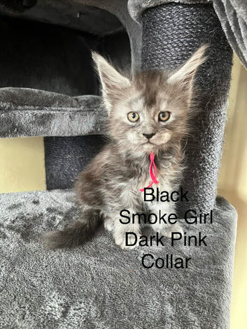 Pure Bred Maine Coon Kittens
