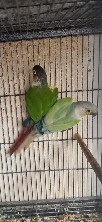 Conure pair