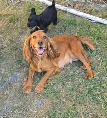 Sprocker puppies