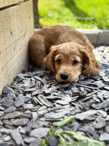 Kc reg working cocker boy puppies heritary clear