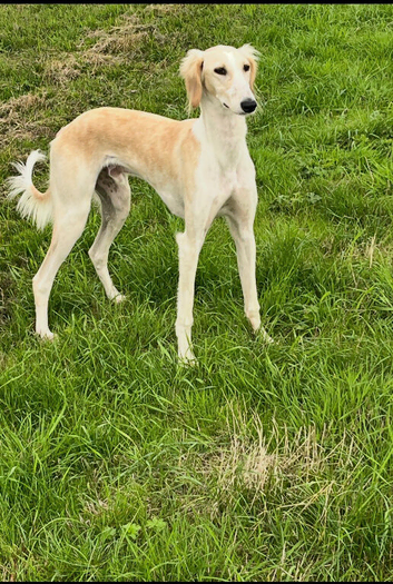Saluki