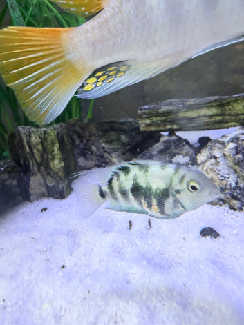 Convict Cichlid