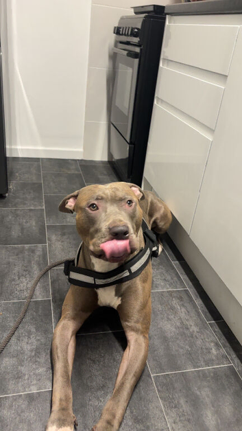 american bully male 3 years old