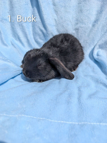 Stunning Mini Lops Ready Now