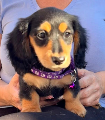 Minature Dachshund Long Haired Puppies