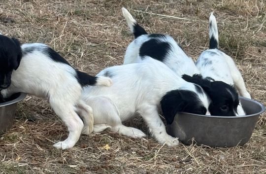 Healthy springer spaniel pups