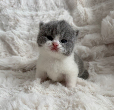 Exceptional quality British shorthair kittens