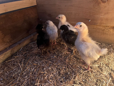 Hybrid 3week old chicks