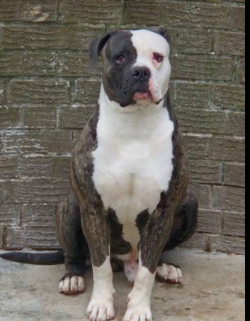 American bull dog x alphablood bulldog