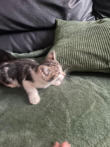 Kittens