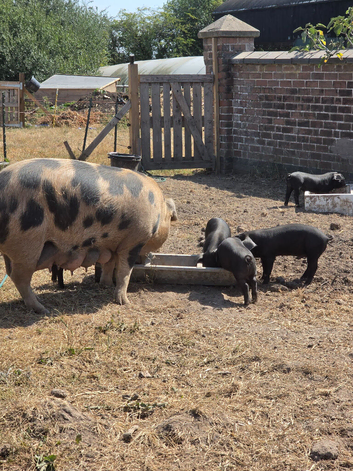 4 Large Black &times; Oxford Sandy & Black rare-breed weaner boars. 8 weeks old.