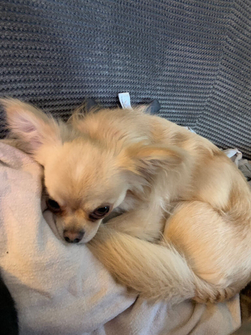 Chihuahua boy not neutered