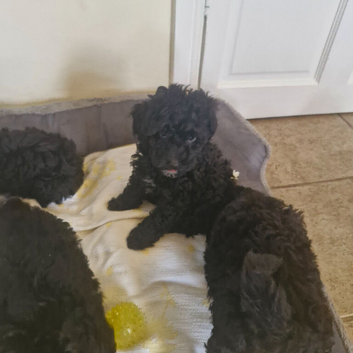 Toy poodle puppies