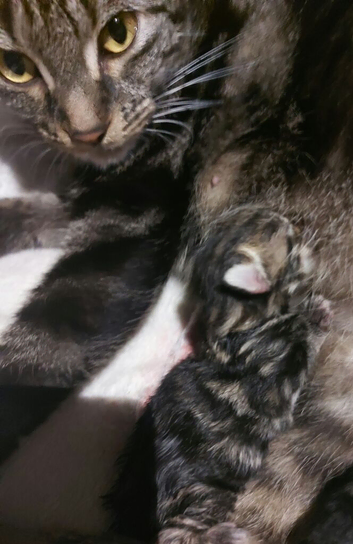 ** Kittens looking for responsible homes &ndash; Highbridge, Somerset**
