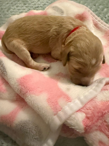 F2b Cockerpoo's 2 little girls for sale