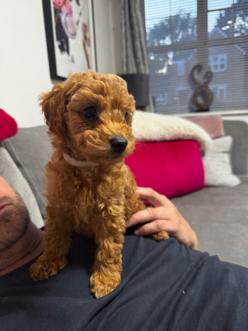 READY TO LEAVE FOR THEIR FOREVER HOMES REDUCED Exquisite Red Fox F1b Toy Cockapoo puppies looking for their forever homes