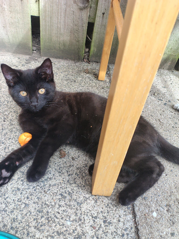 Black male kitten