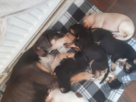 Saluki pups