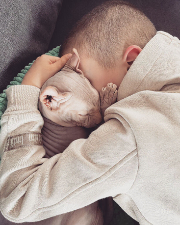 Sphynx male cat