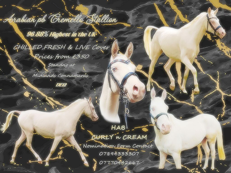 CREMELLO ARABIAN STALLION AT STUD