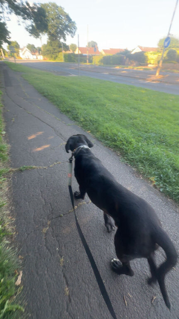 full bred cane corso