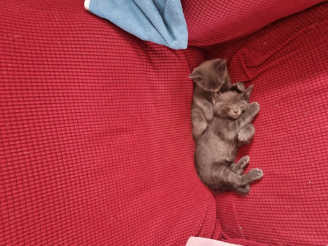Kittens For sale