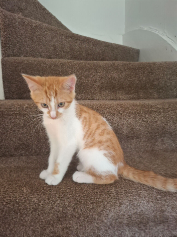 3 beautiful kittens