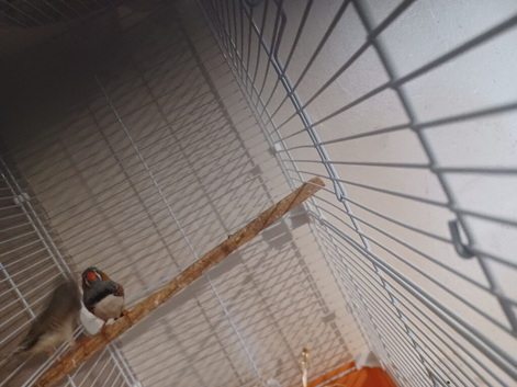 1 pair/single male budgie