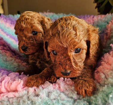 Licenced breeder! 2 tiny toy deep red cavapoo girls