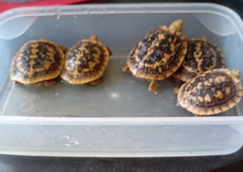 Pancake tortoise babies SOLD