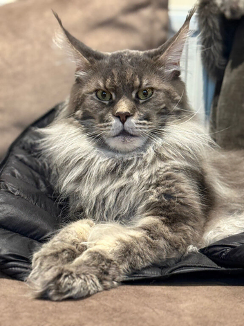 XL Russian Maine Coons ️
