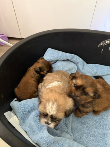 Puppies