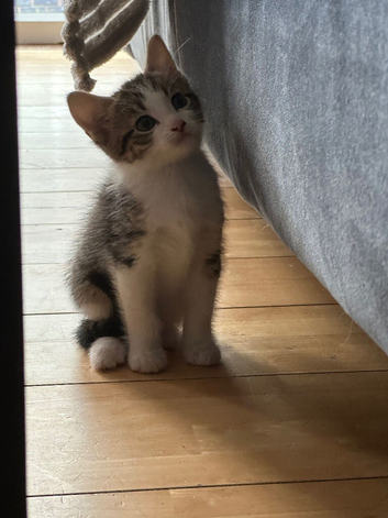 Kittens for sale