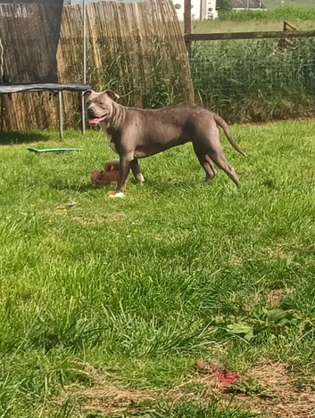 American bully needs new home