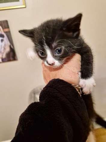 Mixed breed fluffy kittens