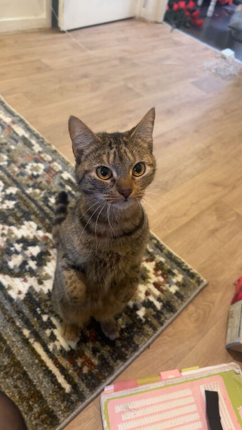 girl tabby