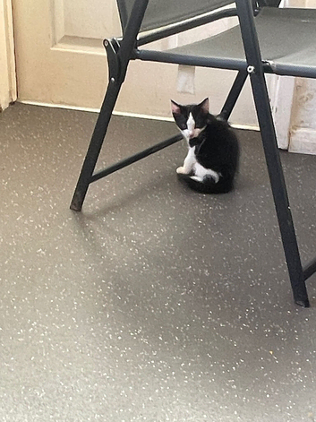 3kittens