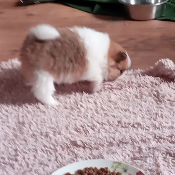 Pomeranian puppies