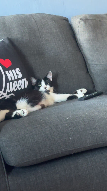 Female cat