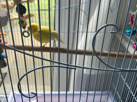 Yellow singing  baby Canary