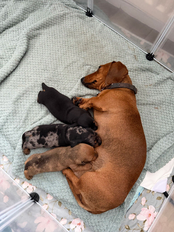 Miniature dachshund 2 boys for sale