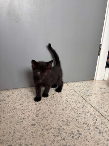 Kitten