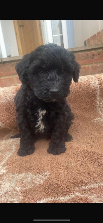 5 beautiful cockapoo puppies for sale