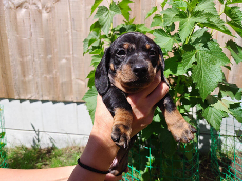 2 Boy Dapple Dachshunds Availible For Reservation