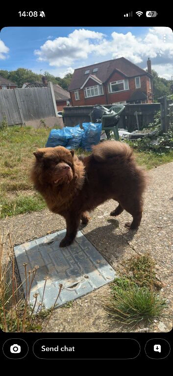 Chunky Chow