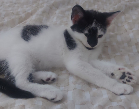 Kittens