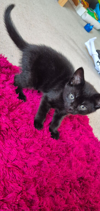 Last female kitten